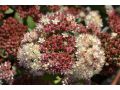 Sedum 