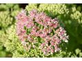 Sedum 