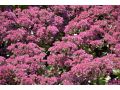 Sedum 