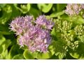 Sedum 