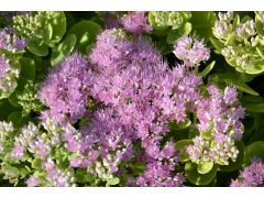 Sedum 