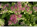 Sedum 