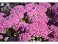 Sedum 