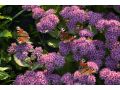 Sedum 