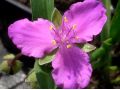 Tradescantia x andersoniana 
