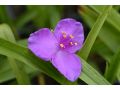 Tradescantia x andersoniana 