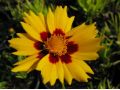 Coreopsis lanceolata 