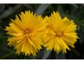 Coreopsis grandiflora 