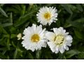 Leucanthemum 