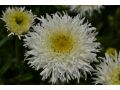 Leucanthemum maximum 