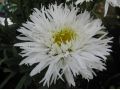 Leucanthemum x superbum 