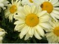 Leucanthemum x superbum 
