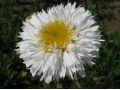 Leucanthemum x superbum 