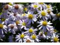 Aster dumosus 