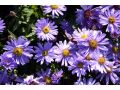 Aster dumosus 