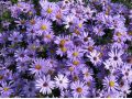 Aster dumosus 