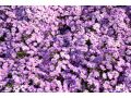 Aster dumosus 