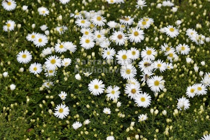 Aster dumosus " Aramis White " astra, hvězdnice Zahradnictví
