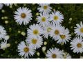 Aster dumosus 