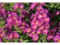 Aster 