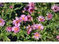 Aster novae - angliae 