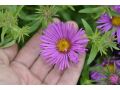 Aster novae - angliae 