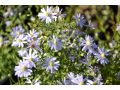 Aster cordifolius 