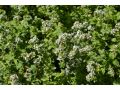 Origanum vulgare ssp. hirtum - řecké oregáno, dobromysl
