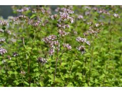 Origanum vulgare 