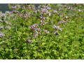 Origanum vulgare 