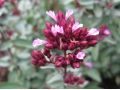 Origanum laevigatum 