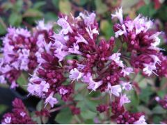 Origanum laevigatum 
