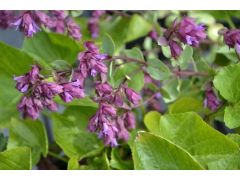 Origanum 
