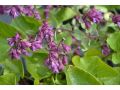 Origanum 