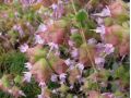 Origanum dictamnus x calcaratum - oregáno, dobromysl
