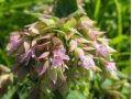 Origanum 