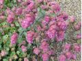 Origanum 