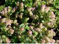 Origanum rotundifolium 