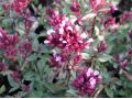 Origanum 