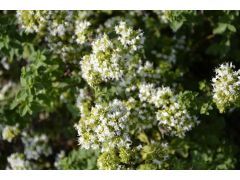 Origanum vulgare 