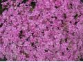 Phlox subulata 