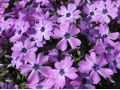 Phlox subulata 