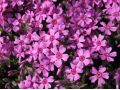 Phlox subulata 