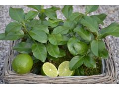 Citrus hystrix - limetka značka zahradnictví