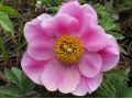 Paeonia officinalis 