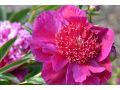 Paeonia officinalis 