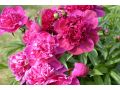 Paeonia lactiflora 