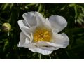 Paeonia lactiflora 