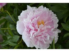 Paeonia lactiflora 