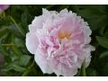 Paeonia lactiflora 